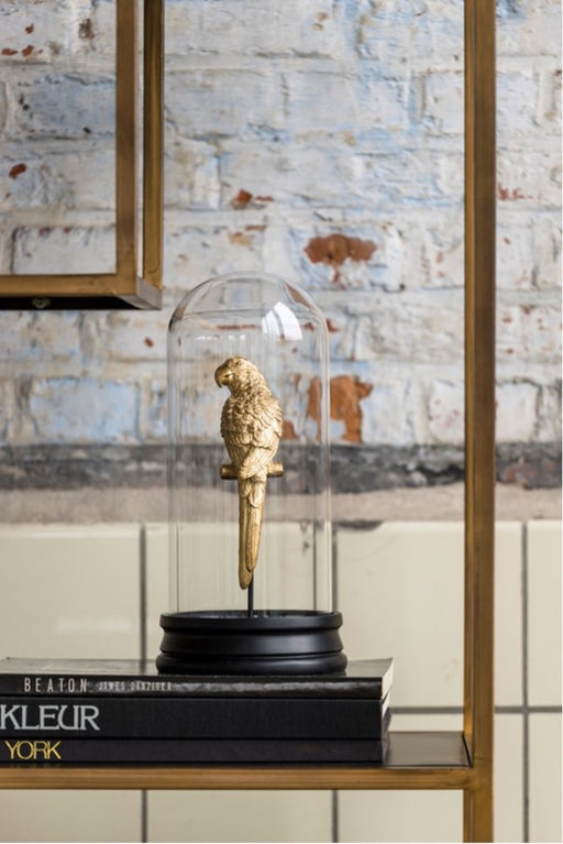 Parrot ornament under glass bell | black, golden